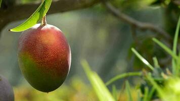 Mango frutta maturo sospeso a ramo video