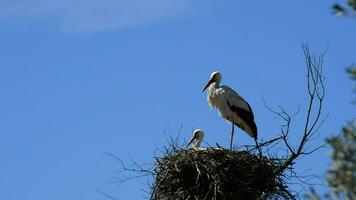 Storks in nest video