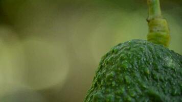 Avocado hass fruit hanging at tree video