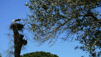 Storks in nest in preserve video