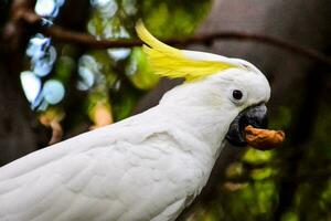 a white parrot with yellow feathers in its beak photo