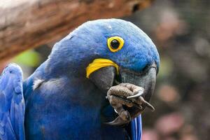 a blue parrot with a worm in its mouth photo