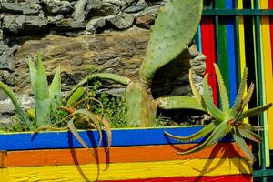 a colorful wooden box with cactus plants in it photo