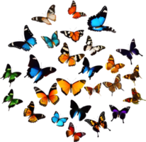 Colorful butterfly clipart for decoration. AI-generated. png