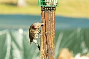 Pretty northern flicker came out to get some suet. He is a large type of woodpecker. His gold-colored feathers shine a bit in the sun. The black speckles throughout his plumage helps for camouflage. photo