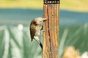 Pretty northern flicker came out to get some suet. He is a large type of woodpecker. His gold-colored feathers shine a bit in the sun. The black speckles throughout his plumage helps for camouflage. photo