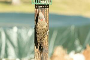 Pretty northern flicker came out to get some suet. He is a large type of woodpecker. His gold-colored feathers shine a bit in the sun. The black speckles throughout his plumage helps for camouflage. photo