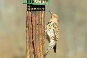 Pretty northern flicker came out to get some suet. He is a large type of woodpecker. His gold-colored feathers shine a bit in the sun. The black speckles throughout his plumage helps for camouflage. photo