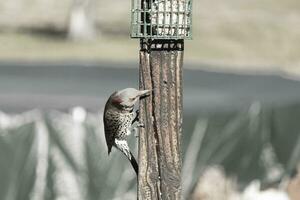 Pretty northern flicker came out to get some suet. He is a large type of woodpecker. His gold-colored feathers shine a bit in the sun. The black speckles throughout his plumage helps for camouflage. photo