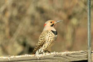 Northern flicker posing on the railing. His chest puffed out and looking stoic. His gold plumage with black speckles helps for camouflage. The little black bib stands out. This is a large woodpecker. photo