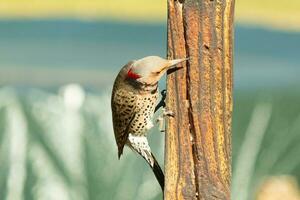 Pretty northern flicker came out to get some suet. He is a large type of woodpecker. His gold-colored feathers shine a bit in the sun. The black speckles throughout his plumage helps for camouflage. photo