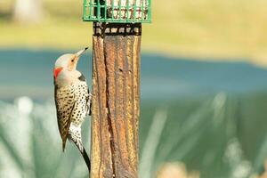 Pretty northern flicker came out to get some suet. He is a large type of woodpecker. His gold-colored feathers shine a bit in the sun. The black speckles throughout his plumage helps for camouflage. photo