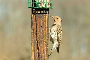 Pretty northern flicker came out to get some suet. He is a large type of woodpecker. His gold-colored feathers shine a bit in the sun. The black speckles throughout his plumage helps for camouflage. photo