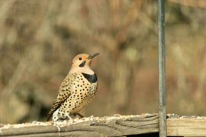 Northern flicker posing on the railing. His chest puffed out and looking stoic. His gold plumage with black speckles helps for camouflage. The little black bib stands out. This is a large woodpecker. photo