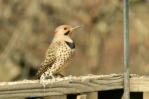 Northern flicker posing on the railing. His chest puffed out and looking stoic. His gold plumage with black speckles helps for camouflage. The little black bib stands out. This is a large woodpecker. photo