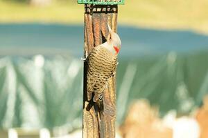 Pretty northern flicker came out to get some suet. He is a large type of woodpecker. His gold-colored feathers shine a bit in the sun. The black speckles throughout his plumage helps for camouflage. photo