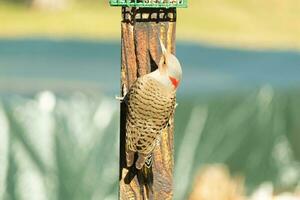 Pretty northern flicker came out to get some suet. He is a large type of woodpecker. His gold-colored feathers shine a bit in the sun. The black speckles throughout his plumage helps for camouflage. photo