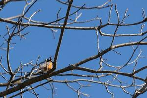 Beautiful robin perched in the tree. His black feathers blending in with the bare branches. His little orange belly stands out. The limbs of the tree do not have leaves due to the winter season. photo