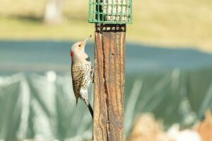 Pretty northern flicker came out to get some suet. He is a large type of woodpecker. His gold-colored feathers shine a bit in the sun. The black speckles throughout his plumage helps for camouflage. photo