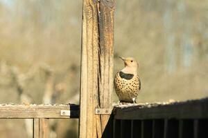 Northern flicker posing on the railing. His chest puffed out and looking stoic. His gold plumage with black speckles helps for camouflage. The little black bib stands out. This is a large woodpecker. photo