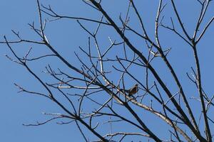 hermosa Robin encaramado en el árbol. su negro plumas mezcla en con el desnudo sucursales. su pequeño naranja barriga soportes afuera. el extremidades de el árbol hacer no tener hojas debido a el invierno estación. foto