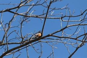 Beautiful robin perched in the tree. His black feathers blending in with the bare branches. His little orange belly stands out. The limbs of the tree do not have leaves due to the winter season. photo