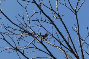 hermosa Robin encaramado en el árbol. su negro plumas mezcla en con el desnudo sucursales. su pequeño naranja barriga soportes afuera. el extremidades de el árbol hacer no tener hojas debido a el invierno estación. foto