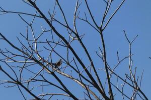 hermosa Robin encaramado en el árbol. su negro plumas mezcla en con el desnudo sucursales. su pequeño naranja barriga soportes afuera. el extremidades de el árbol hacer no tener hojas debido a el invierno estación. foto