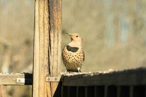 Northern flicker posing on the railing. His chest puffed out and looking stoic. His gold plumage with black speckles helps for camouflage. The little black bib stands out. This is a large woodpecker. photo