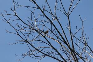 Beautiful robin perched in the tree. His black feathers blending in with the bare branches. His little orange belly stands out. The limbs of the tree do not have leaves due to the winter season. photo