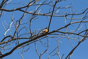 Beautiful robin perched in the tree. His black feathers blending in with the bare branches. His little orange belly stands out. The limbs of the tree do not have leaves due to the winter season. photo