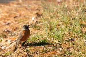 Beautiful robin standing in the grass with brown colors all around. This bird to many means Spring. The avian has a dark black body with an orange belly. It almost looks like a star around his eye. photo