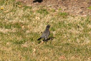 Beautiful robin standing in the grass with brown colors all around. This bird to many means Spring. The avian has a dark black body with an orange belly. It almost looks like a star around his eye. photo