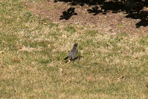 Beautiful robin standing in the grass with brown colors all around. This bird to many means Spring. The avian has a dark black body with an orange belly. It almost looks like a star around his eye. photo