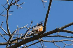 hermosa Robin encaramado en el árbol. su negro plumas mezcla en con el desnudo sucursales. su pequeño naranja barriga soportes afuera. el extremidades de el árbol hacer no tener hojas debido a el invierno estación. foto
