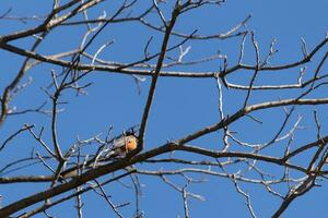 Beautiful robin perched in the tree. His black feathers blending in with the bare branches. His little orange belly stands out. The limbs of the tree do not have leaves due to the winter season. photo