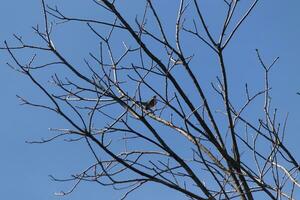 Beautiful robin perched in the tree. His black feathers blending in with the bare branches. His little orange belly stands out. The limbs of the tree do not have leaves due to the winter season. photo