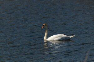 This beautiful swan is calmly swimming across this calm pond. The very long neck is reach out with her eyes looking around for food. The pretty orange beak is ready to scoop up whatever comes. photo