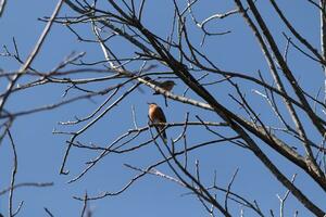 Two robins perched in the tree. The black feathers blending in with the bare branches. The little orange bellies stand out. The limbs of the tree do not have leaves due to the winter season. photo