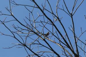 hermosa Robin encaramado en el árbol. su negro plumas mezcla en con el desnudo sucursales. su pequeño naranja barriga soportes afuera. el extremidades de el árbol hacer no tener hojas debido a el invierno estación. foto