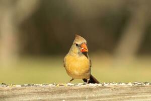 Female cardinal coming out to the wooden railing for birdseed. Her brown feathers are designed for camouflage as opposed to the bright red of the male. Her little orange beak pointed outward. photo