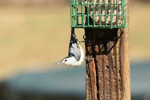 This little nuthatch bird came to the suet feeder for some food. This small bird has black and white colors like a penguin. He is clinging to the brown wooden post. photo