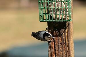 esta pequeño trepatroncos pájaro llegó a el sebo alimentador para algunos alimento. esta pequeño pájaro tiene negro y blanco colores me gusta un pingüino. él es pegajoso a el marrón de madera correo. foto