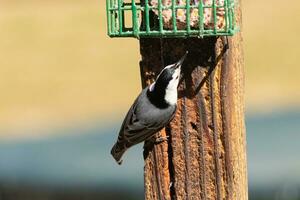 This little nuthatch bird came to the suet feeder for some food. This small bird has black and white colors like a penguin. He is clinging to the brown wooden post. photo