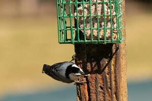 This little nuthatch bird came to the suet feeder for some food. This small bird has black and white colors like a penguin. He is clinging to the brown wooden post. photo