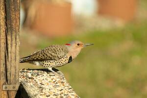 Northern flicker is ready for takeoff from the railing. His gold plumage with black speckles helps for camouflage. The little black bib stands out. This is a large woodpecker. photo