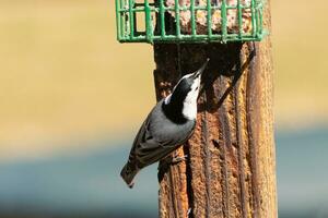 This little nuthatch bird came to the suet feeder for some food. This small bird has black and white colors like a penguin. He is clinging to the brown wooden post. photo