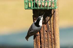 This little nuthatch bird came to the suet feeder for some food. This small bird has black and white colors like a penguin. He is clinging to the brown wooden post. photo