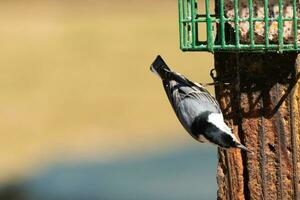 This little nuthatch bird came to the suet feeder for some food. This small bird has black and white colors like a penguin. He is clinging to the brown wooden post. photo