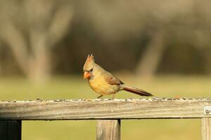 Female cardinal coming out to the wooden railing for birdseed. Her brown feathers are designed for camouflage as opposed to the bright red of the male. Her little orange beak pointed outward. photo